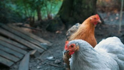 Gentse coöperatieve woongroep zoekt huisgenoot